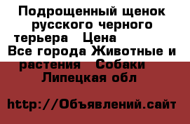 Подрощенный щенок русского черного терьера › Цена ­ 35 000 - Все города Животные и растения » Собаки   . Липецкая обл.